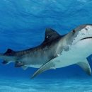 tiburones-en-sevilla-acuario